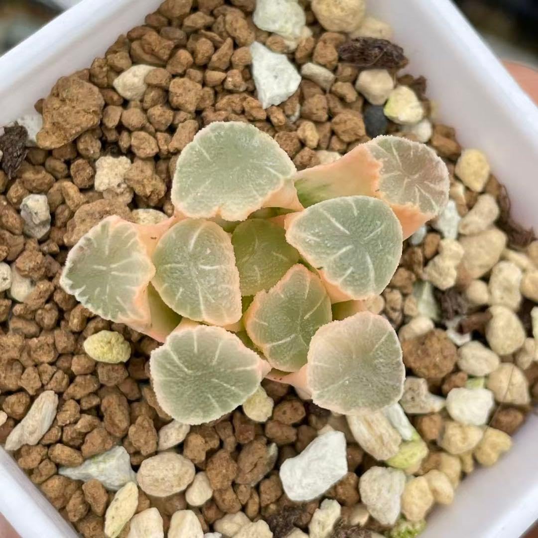 Amazon｜多肉植物 ハオルチア 万象錦糊斑｜観葉植物 オンライン通販